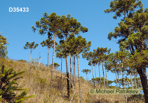 Campos do Jordao State Park, Sao Paulo, Brazil